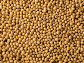 Paraguay soybean exports fall 62% during first nine months of 2022
